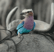 lilac-breasted roller on wildebeest's back