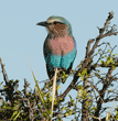 lilac-breasted roller on branch, front view