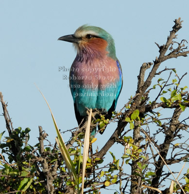 lilac-breasted roller on branch, front view