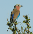 lilac-breasted roller on branch, rear view
