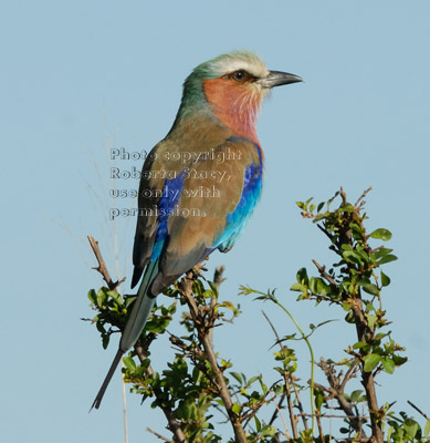 lilac-breasted roller on branch, rear view