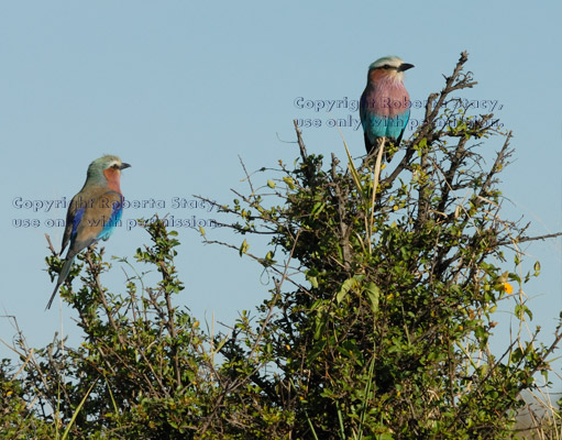 two lilac-breasted rollers