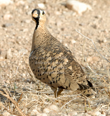 black-faced sandgrouse, male