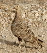 black-faced sandgrouse, female