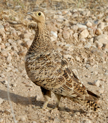 black-faced sandgrouse, female