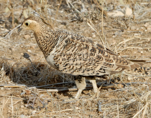 black-faced sandgrouse, female