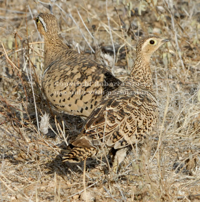 black-faced sandgrouses, male and female