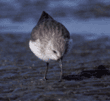 dunlin