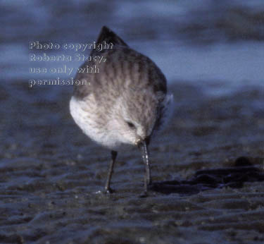 dunlin