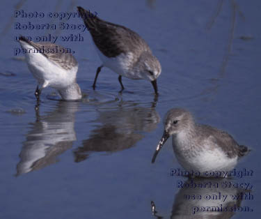 dunlins