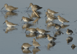 dunlins and long-billed dowitchers