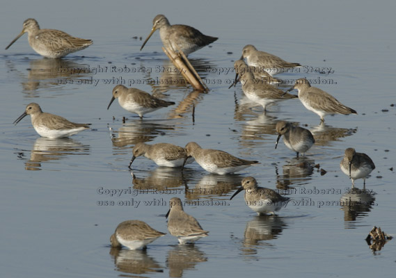 dunlins and long-billed dowitchers