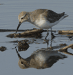 dunlin in flooded corn field