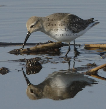 dunlin in flooded corn field