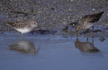 least sandpipers