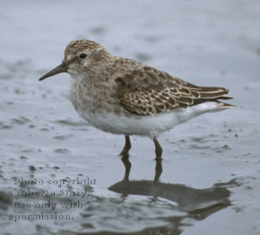 least sandpiper