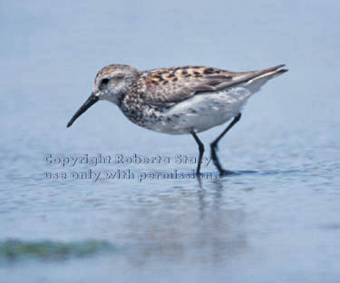 western sandpiper