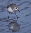 western sandpiper