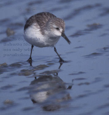 western sandpiper