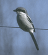 loggerhead shrike