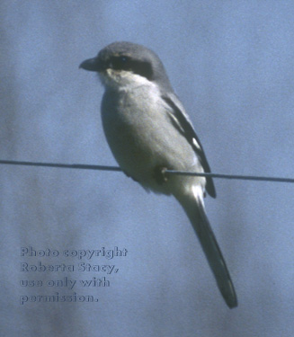 loggerhead shrike