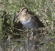 Wilson's snipe/common snipe