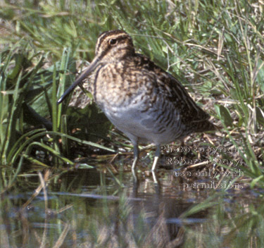 Wilson's snipe