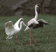 African spoonbill and lesser flamingo