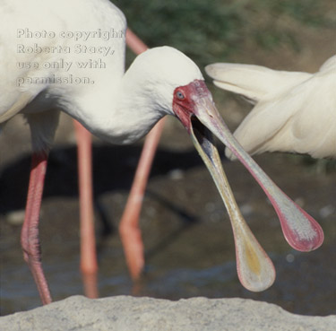 African spoonbill