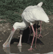 African spoonbills