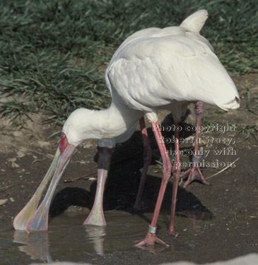 African spoonbills