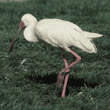 African spoonbill