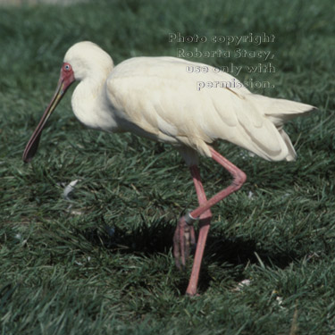 African spoonbill