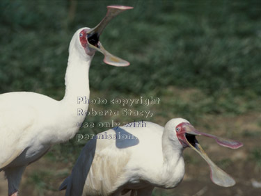 African spoonbills