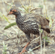 red-necked spurfowl