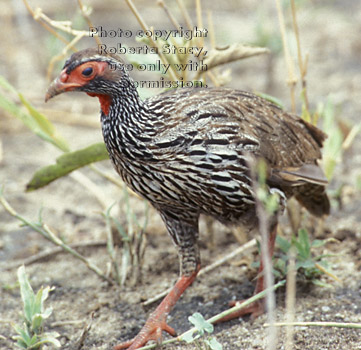 red-necked spurfowl Tanzania (East Africa)