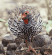 red-necked spurfowl