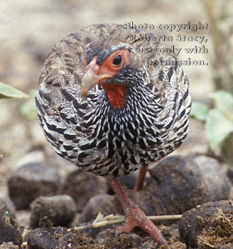 red-necked spurfowl Tanzania (East Africa)