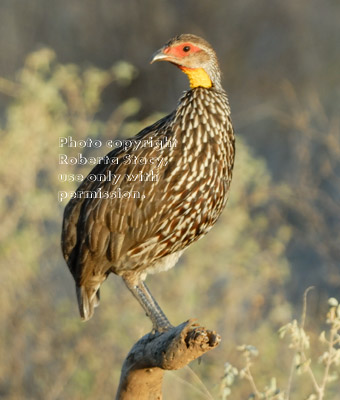 yellow-necked spurfowl