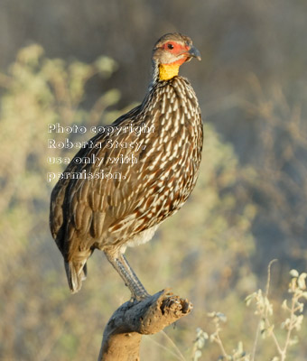 yellow-necked spurfowl