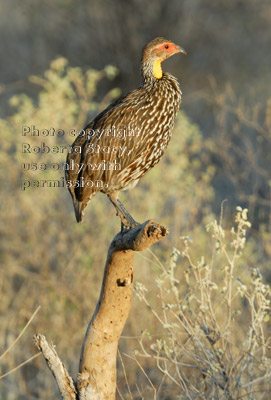 yellow-necked spurfowl