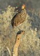 yellow-necked spurfowl