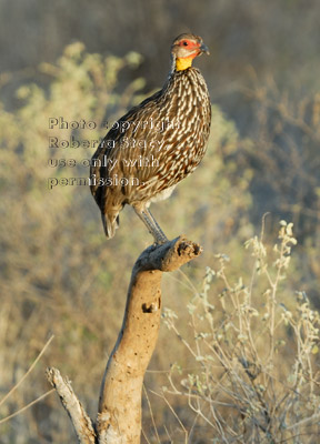 yellow-necked spurfowl