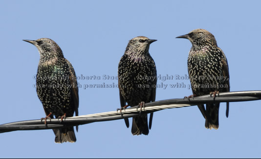 three European starlings perched on an overhead wire