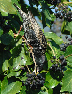 upside-down European starling eating English ivy berries