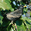 European starling on English ivy plant