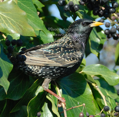 European starling on English ivy plant