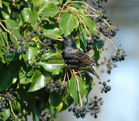 European starling perched on heavily berried English ivy