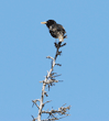 European starling perched on the top of a silk oak tree