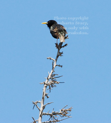 European starling perched on the top of a silk oak tree